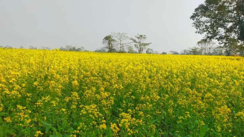 तोरीखेतीमा चितवनका किसानको आकर्षण : उत्पादन तथा उत्पादकत्व  बढ्ने प्रक्षेपण